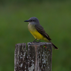 Tyrannus melancholicus