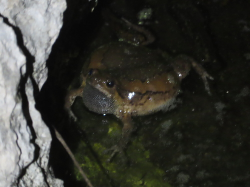 Kaloula pulchra