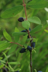 Lonicera caerulea edulis