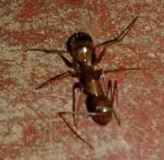Camponotus