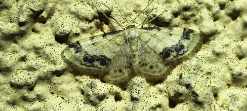 Treble Brown-spot