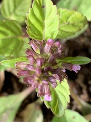 Clinopodium gracile