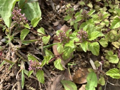 Clinopodium gracile