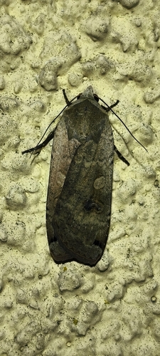 Large Yellow Underwing