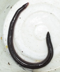 Uraeotyphlus narayani