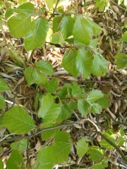 Cercopis