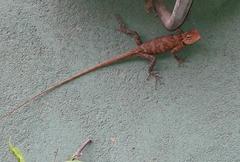 Calotes versicolor