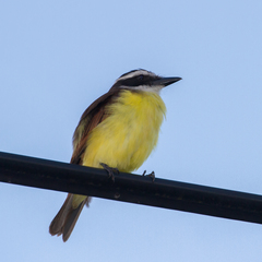 Pitangus sulphuratus