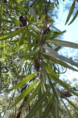 Callistachys lanceolata, photograph (c) Em Lamond, some rights reserved (CC BY)