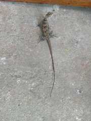 Calotes versicolor