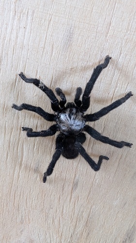 Idiommata scintillans