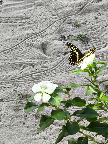 Citrus Swallowtail