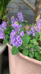 Scutellaria indica