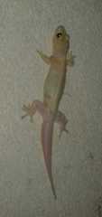 Hemidactylus frenatus