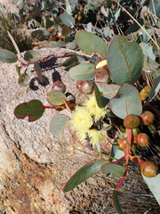 Eucalyptus preissiana, photograph (c) Em Lamond, some rights reserved (CC BY)