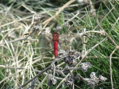 Orthemis nodiplaga