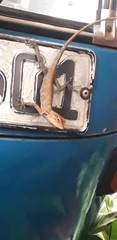 Calotes versicolor
