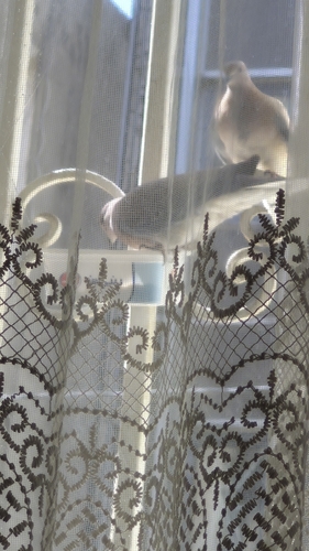 Laughing Dove