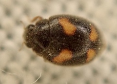 Nephus quadrimaculatus