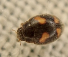 Nephus quadrimaculatus