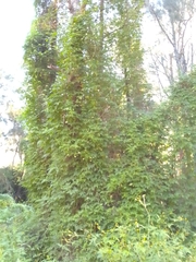 Cardiospermum grandiflorum