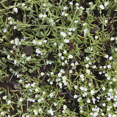 Plagiobothrys bracteatus