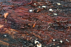 Placonotus testaceus
