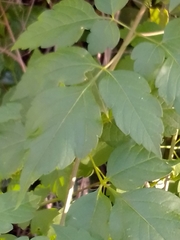 Cardiospermum grandiflorum