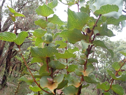 Hakea cucullata, photograph 2