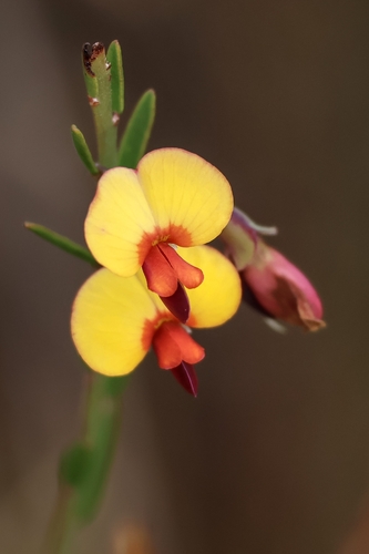Variable Bossiaea