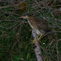 Butorides striata