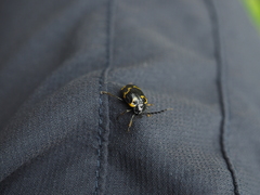 Gallerucida bifasciata