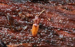Placonotus testaceus