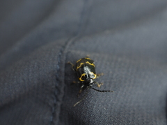 Gallerucida bifasciata