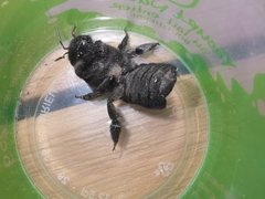 Xylocopa