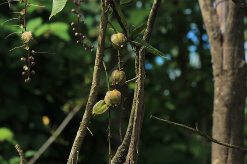 Brackishwater Mangrove