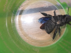 Xylocopa