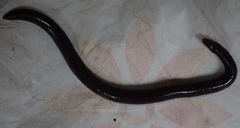 Uraeotyphlus narayani