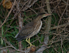 Butorides striata