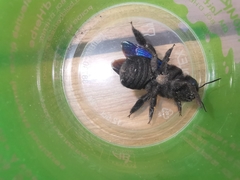 Xylocopa