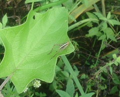 Eneoptera