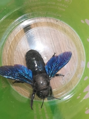 Xylocopa