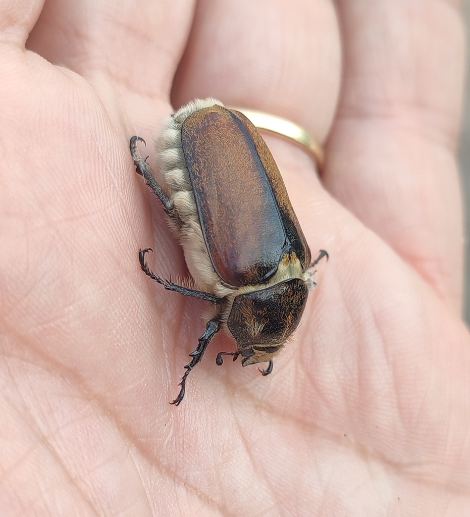 Anoxia villosa
