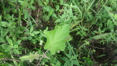 Eneoptera