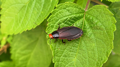 Oxyhaloa deusta