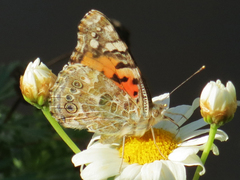 Vanessa cardui