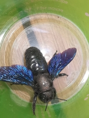 Xylocopa