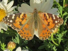 Vanessa cardui