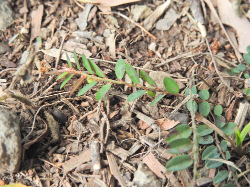 Phyllanthus virgatus, photograph 4