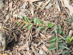 Phyllanthus virgatus, photograph (c) Scott W. Gavins, some rights reserved (CC BY)